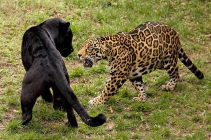 Jihoamerický drtič lebek: Jaguár, mohutný milovník vody | 100+1 zahraniční zajímavost