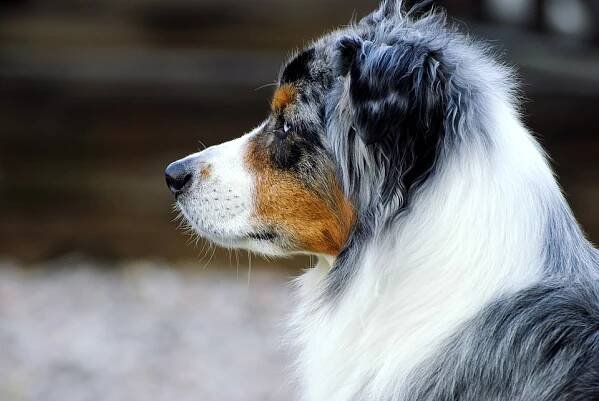 Pes Australský Ovčák Pastevecký - Fotografie zdarma na Pixabay