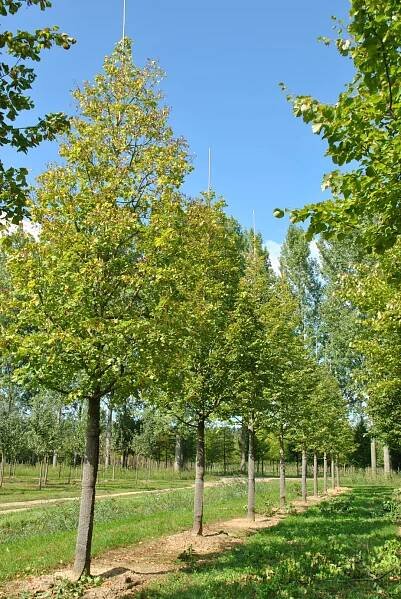 Tilia platyphyllos 'Prince's Street'