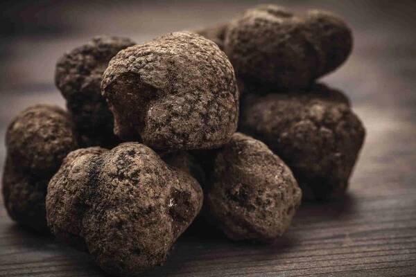 Truffle Hunting