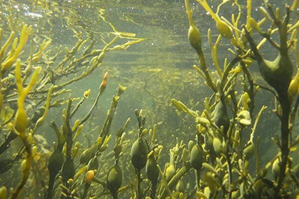 Ascophyllum nodosum: Charakteristika, vlastnosti a pokročilé využití v udržitelném zemědělství