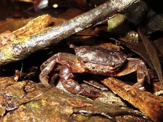 BEST AMAZON OF ECUADOR TOURS FROM QUITO: