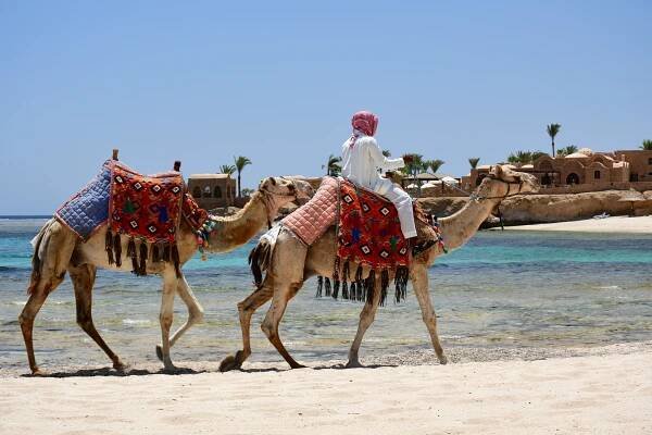 Camel rider on a beach near Al-Qusair (Egypt)