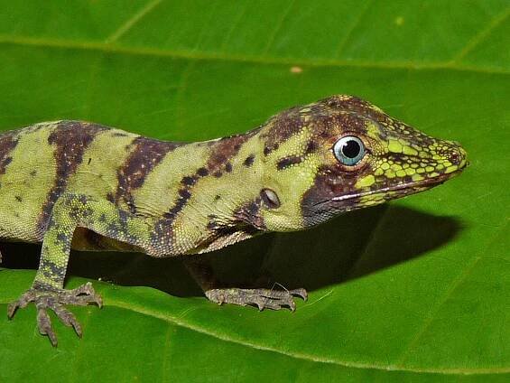 Banded Tree Anole