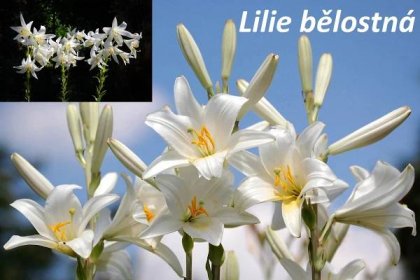 Lilie - účinky na zdraví, co léčí, použití, užívání, využití, pěstování, přezimování, škůdci