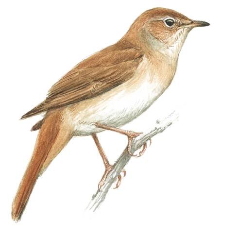 Common Nightingale