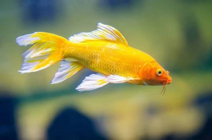 Butterfly Koi Fish: Ultimate Care Guide - Fish Laboratory