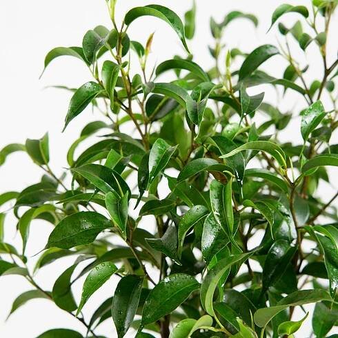 Ficus benjamina 'Natasja' Ø12cm