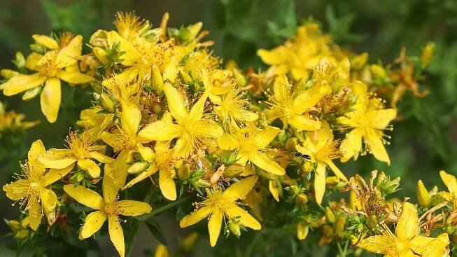 Třezalka tečkovaná (Hypericum perforatum) je nejtradičnější a nejmagičtější ze svatojánských bylin, úctě a oblibě se těší od odnepaměti. Třezalku bezpečně poznáme, když rozmačkáme její zlatožlutý květ posetý nenápadnými tečkami a vyteče z něho červená šťáva