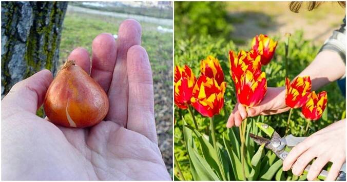 Proč byste cibule tulipánů neměli nechávat v zemi - Chalupáři-Zahrádkáři