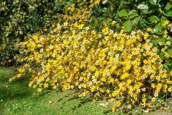 Kerria japonica ´Golden Guinea´ , Zákula japonská, 10-15 cm, K9