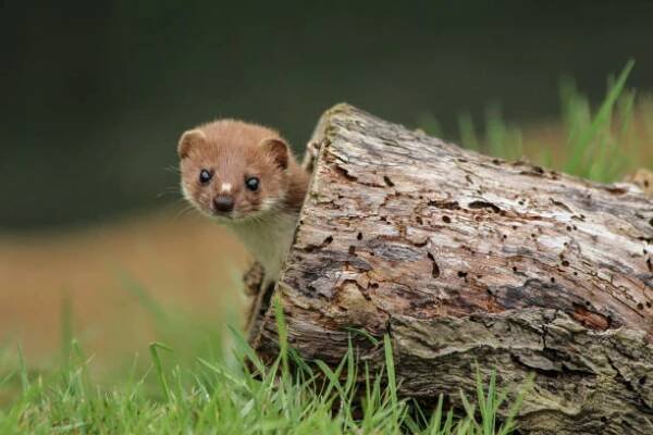 stoat( erminea mustela) - lasička - stock snímky, obrázky a fotky
