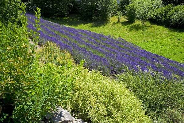Levandulový ráj v botanické zahradě v Troji: Fialové lány kvetou ve sklenících i venku