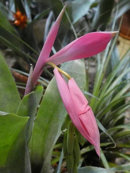Bilbergie - květ (Billbergia x rosea)