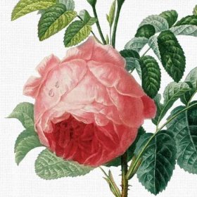 Obrázek růže mechová A5 (148 x 210 mm): A5