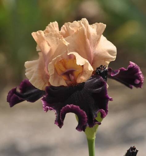 kosatec bradatý vysoký ‚Prague‘ (Iris barbata elatior ‚Prague‘)