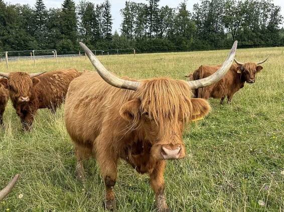 Ranč v Ohradách v Mutkově, kde farmář Marek Spáčil chová pozoruhodný skotský náhorní skot 