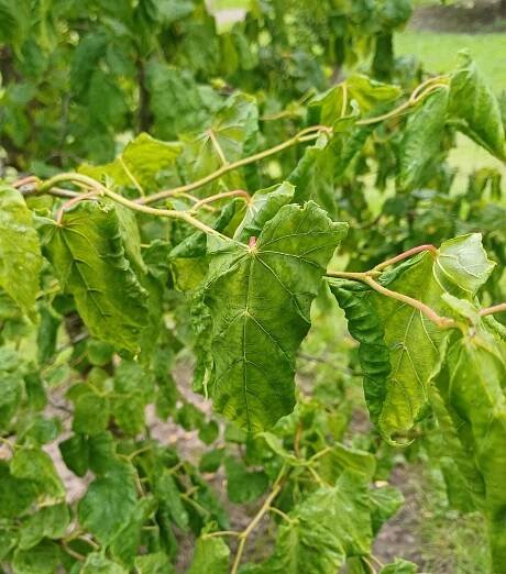 LIPA TORTUOSA Lipa širokolistá UNIKÁT POKROUCENÉ VÝHONKY Tilia platyphyllos