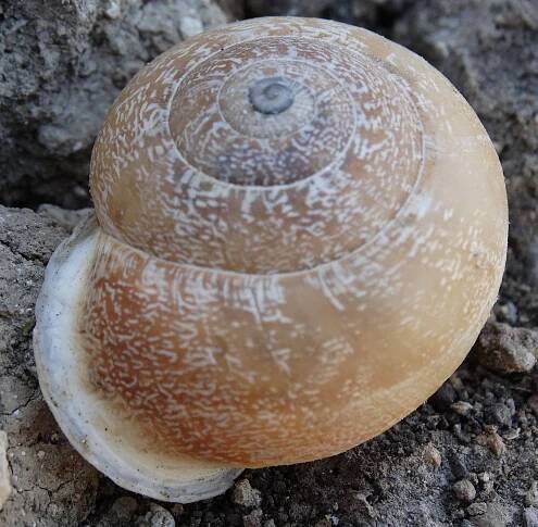Obrázek - Helicidae (hlemýžďovití) | BioLib.cz