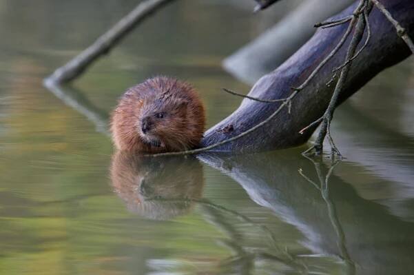 Ondatra vs. nutrie