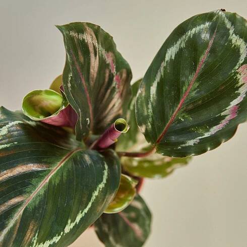 Medallion Calathea