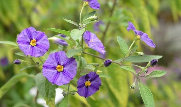 Enzianstrauch (Lycianthes rantonnetii)