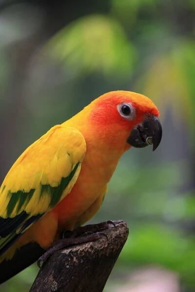 Aratinga
