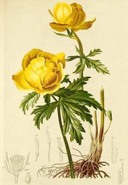 Soubor:Trollius europaeus Atlas Alpenflora.jpg – Wikipedie