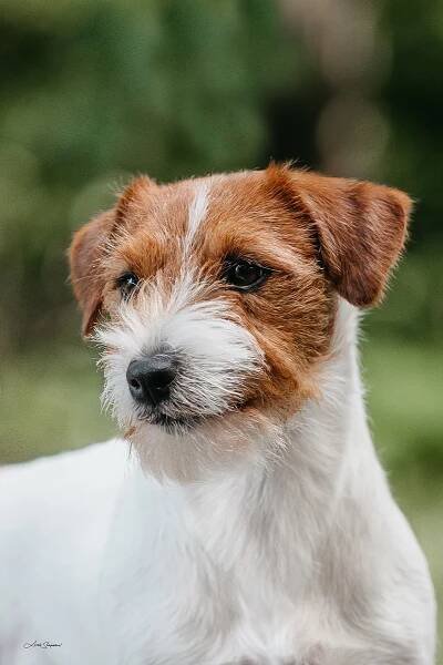BOW – WOW OD HADÍHO POTOKA – Jack Russell teriér od Hadího potoka