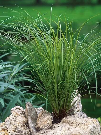 OBI Ostřice větší (Carex brunnea) pr. cca 12 cm