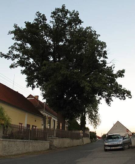 Bezdědovice