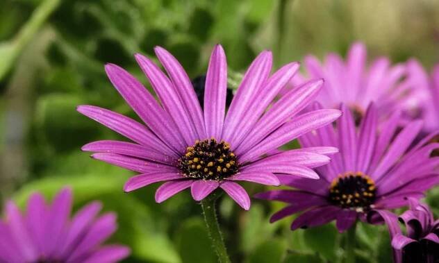 Osteospermum: Pěstování kapské kopretiny