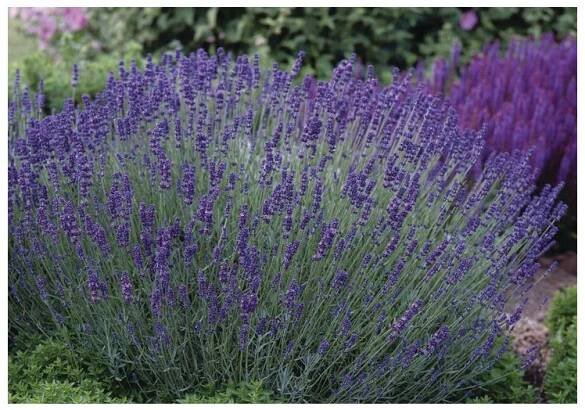 BIO Levandule lékařská 'Hidcote', 35cm - Horteka