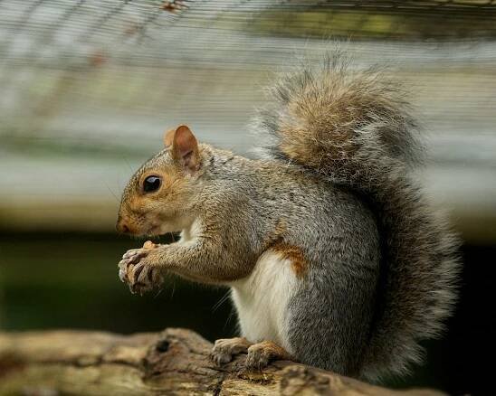 Grey characteristics No 1 Matt - British Red Squirrel