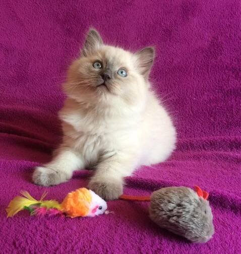 Koťata Ragdoll s PP - foto 3