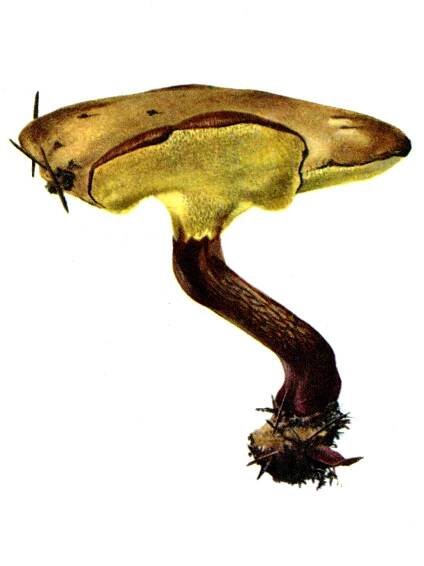 Ekhöfts Pilze – Ekhöft