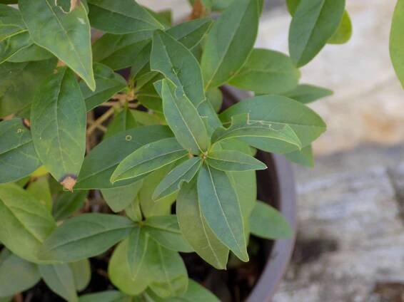 Ligustrum vulgare 'Atrovirens' - Obrázek 2
