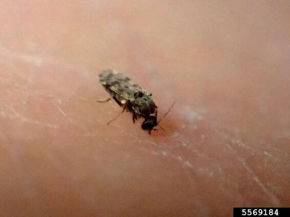 Biting Midge Insect