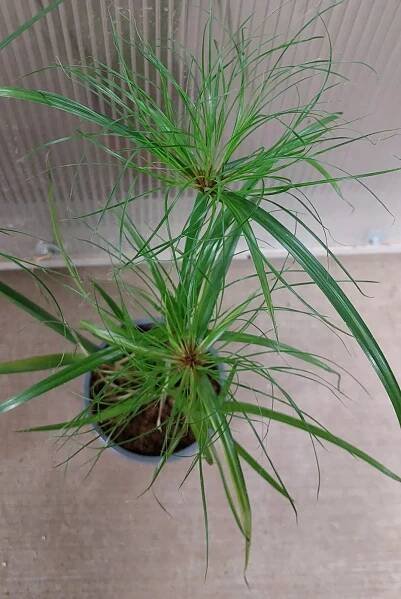 Šáchor papírodárný (Cyperus Papyrus)