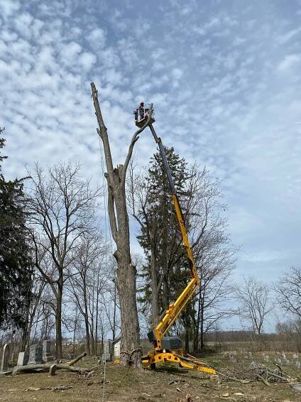 Services — Thirty Pines Tree Care