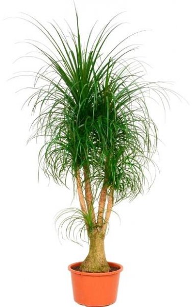 Sloní noha výška cca 120-140 cm průměr květináče cca 44 cm Beaucarnea recurvata