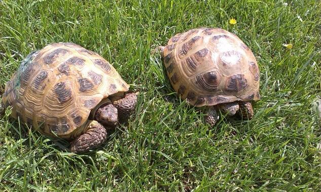 Marginata | Testudo horsfieldii – želva stepní