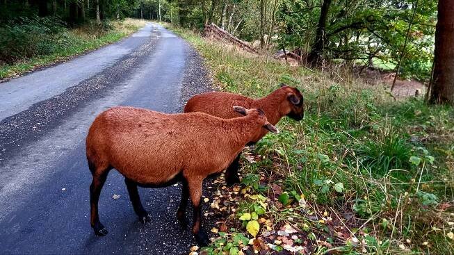 Ranč Vránov (Jezdectví) • Mapy.com