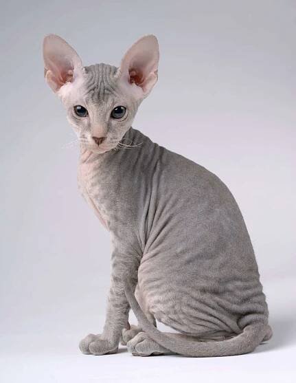 Die 7 teuersten Katzenrassen (mit Bildern) - Rekordtiere.de