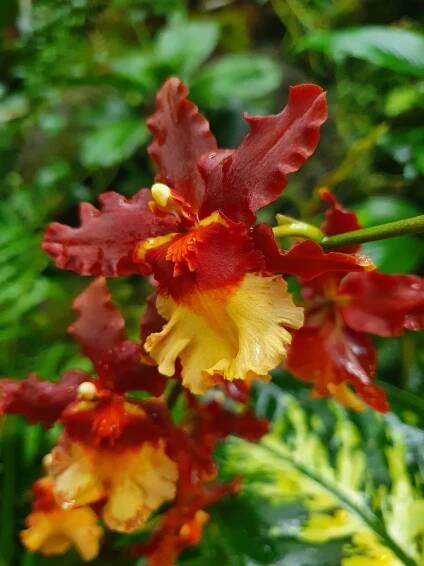 Orchids - PhoneCopy