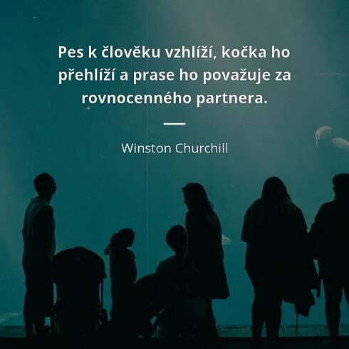 Winston Churchill citát: „Pes k člověku vzhlíží, kočka ho přehlíží a prase ho považuje za rovnocenného partnera.“