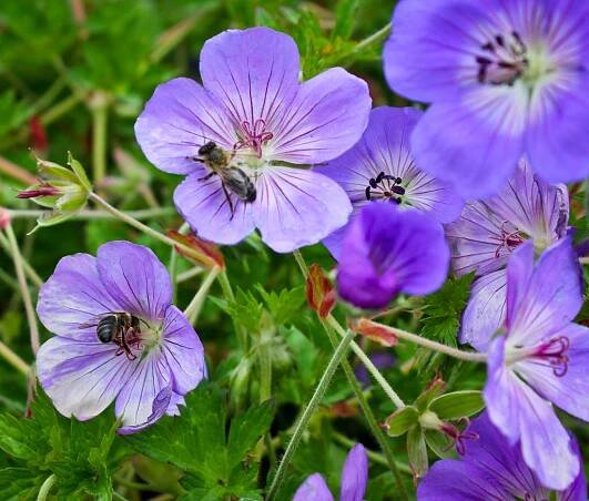Geranium 'Rozanne'