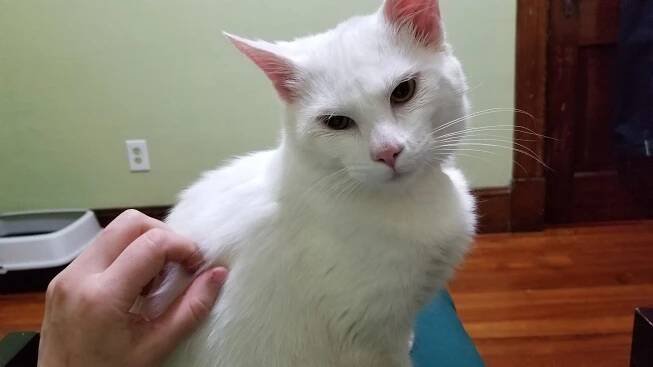 About this Cat: Simon – ADOPTED – The Feline Connection