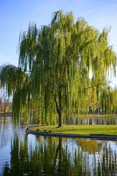 Weeping Willow - Salix Babylonica