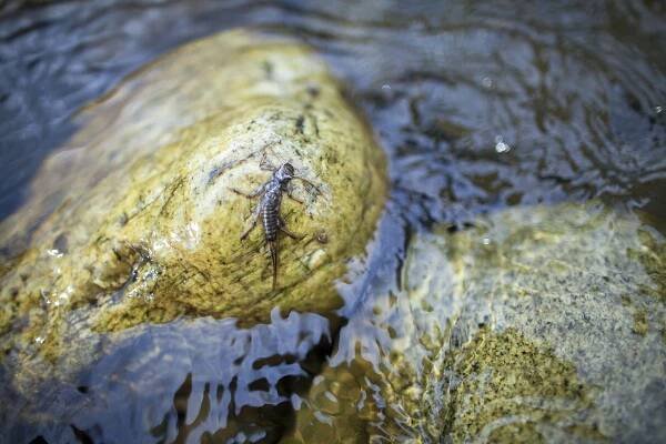 Middle Fork Salmon River Flows & Weather - Solitude River Trips